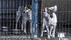Собаки в госприюте под Челябинском мечтают не вернуться на улицу