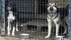 Собаки в госприюте под Челябинском мечтают не вернуться на улицу