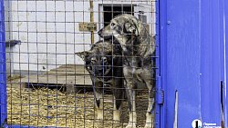Собаки в госприюте под Челябинском мечтают не вернуться на улицу