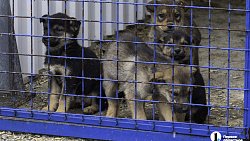 Собаки в госприюте под Челябинском мечтают не вернуться на улицу