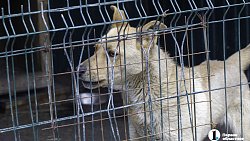 Собаки в госприюте под Челябинском мечтают не вернуться на улицу