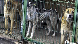 Собаки в госприюте под Челябинском мечтают не вернуться на улицу