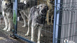Собаки в госприюте под Челябинском мечтают не вернуться на улицу
