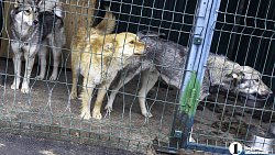 Собаки в госприюте под Челябинском мечтают не вернуться на улицу