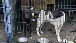 Собаки в госприюте под Челябинском мечтают не вернуться на улицу