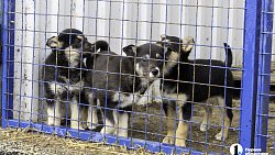 Собаки в госприюте под Челябинском мечтают не вернуться на улицу