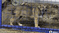Собаки в госприюте под Челябинском мечтают не вернуться на улицу