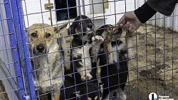 Собаки в госприюте под Челябинском мечтают не вернуться на улицу