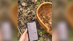 Под Магнитогорском грибники собрали первые сморчки