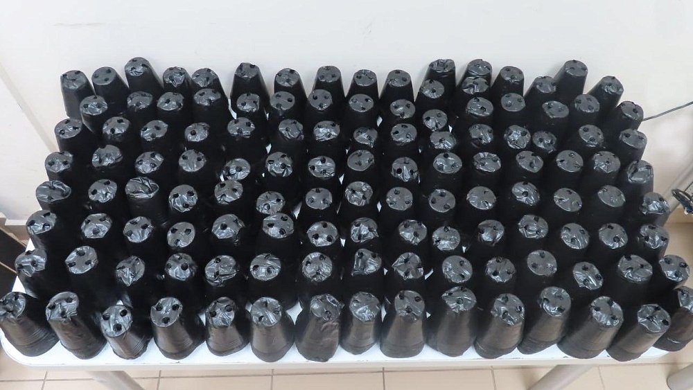 Таможня обнаружила 6 тысяч горшков для рассады в багаже у авиапассажира