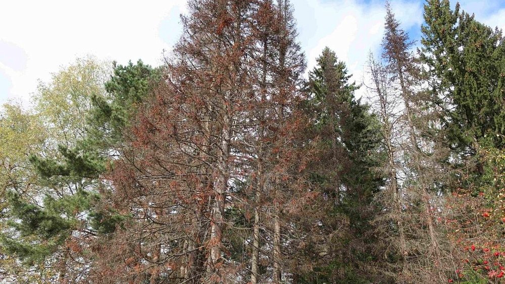 Жуки-короеды попали в леса Челябинской области по железной дороге