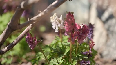 «Зеленая передача» более 15 лет помогает садоводам Челябинской области