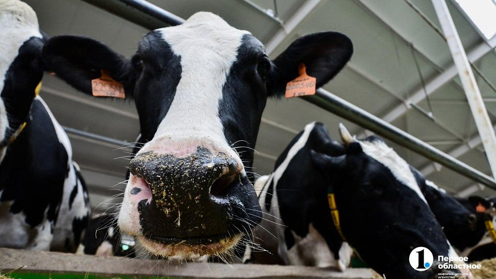 В Челябинской области усилят поддержку племенного животноводства