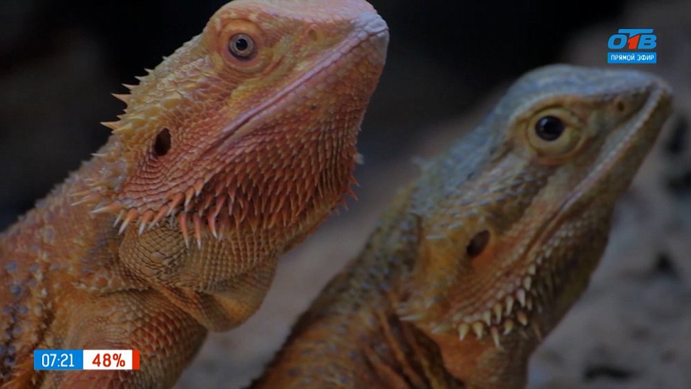 Экзотические питомцы в рубрике «Усы, лапы и хвост»