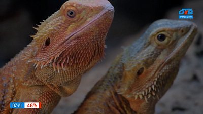 Экзотические питомцы в рубрике «Усы, лапы и хвост»