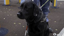 «Он для меня больше чем просто поводырь»: челябинец о жизни с необычной собакой