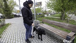 «Он для меня больше чем просто поводырь»: челябинец о жизни с необычной собакой