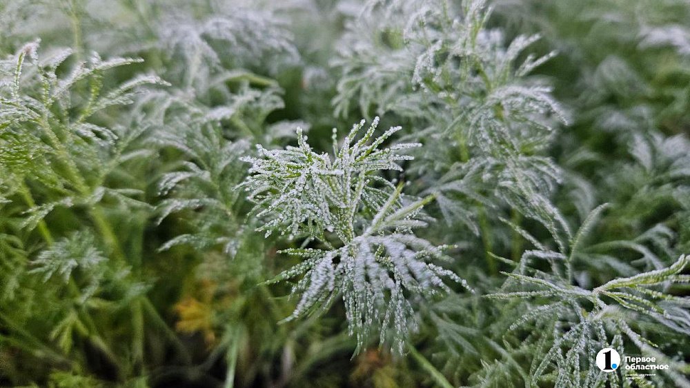 Ночные заморозки сохранятся местами в Челябинской области в ночь на 2 мая