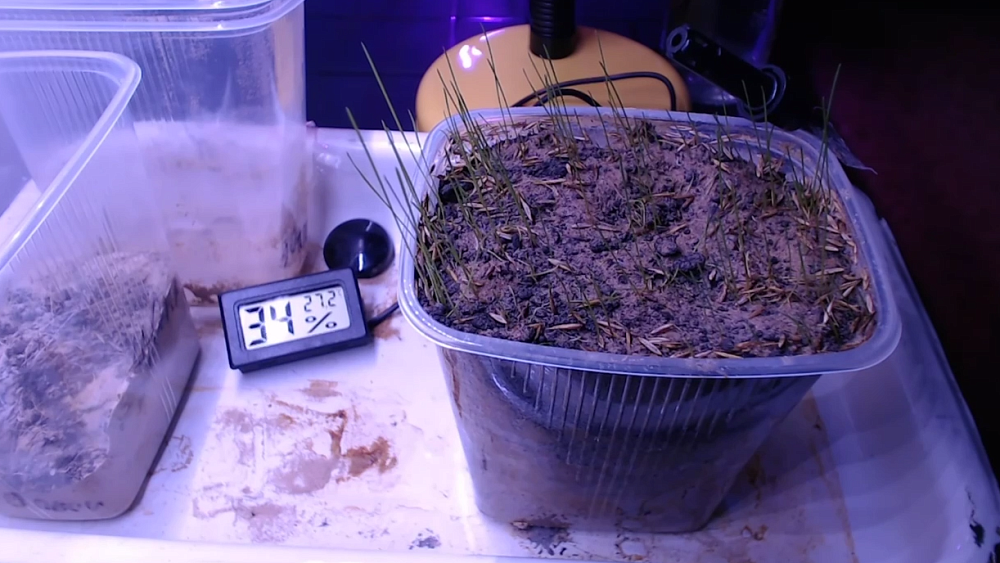 Ученые из Челябинска ищут способ вырастить хлеб в пустыне