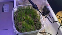 Ученые из Челябинска ищут способ вырастить хлеб в пустыне