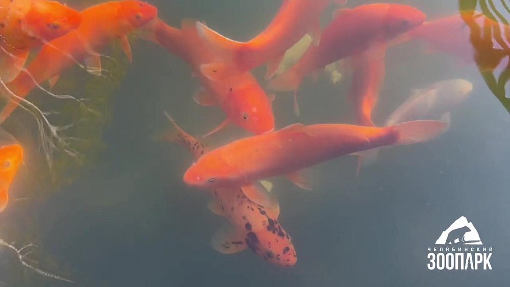 Японских карпов выпустили в пруд в Челябинском зоопарке