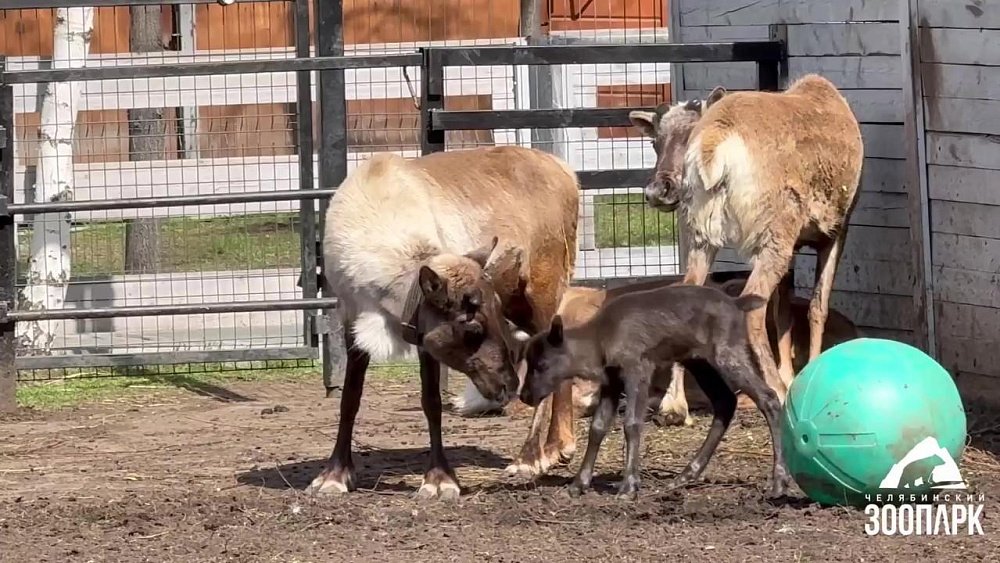 В Челябинском зоопарке родился детеныш северного оленя