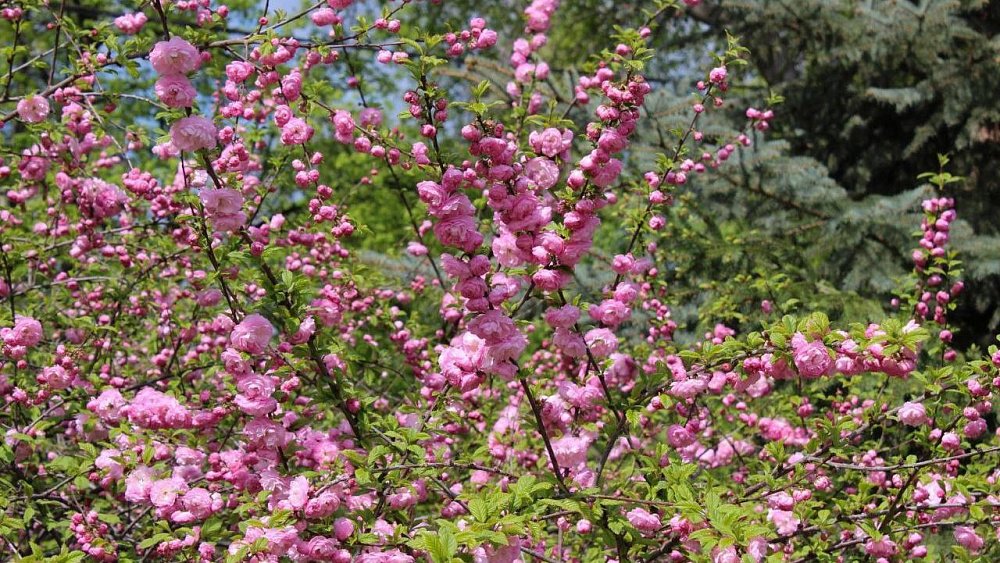 В челябинском Горсаду Пушкина зацвела сакура