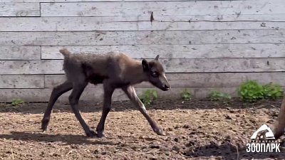 Челябинский зоопарк показал новорожденного северного олененка