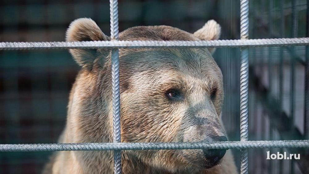 Медведь напал на пенсионера под Магнитогорском