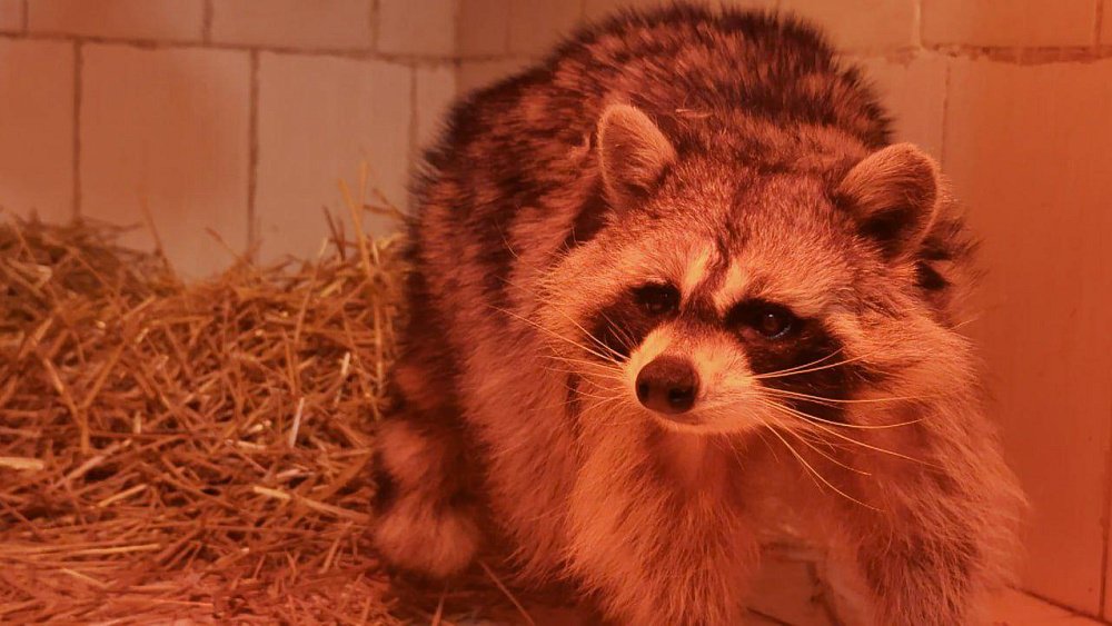 Нотариусы из Челябинской области взяли под опеку истощенного енота