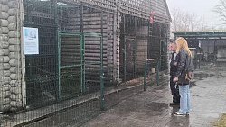 Нотариусы из Челябинской области взяли под опеку истощенного енота