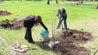 В Челябинске в Саду Победы высадили аллею тополей