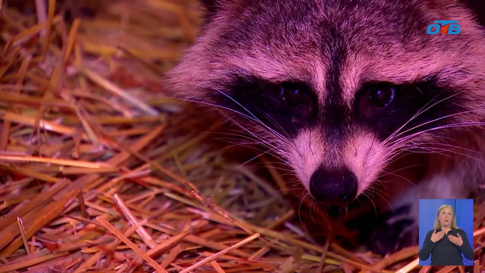 Нотариусы взяли под опеку спасенного енота