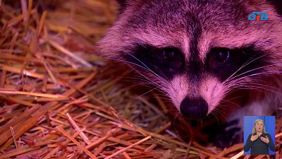 Нотариусы взяли под опеку спасенного енота