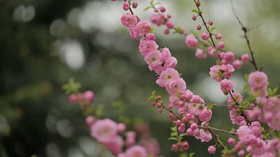 В новом выпуске «Зеленой передачи» расскажут о весенних садовых работах с декоративными растениями