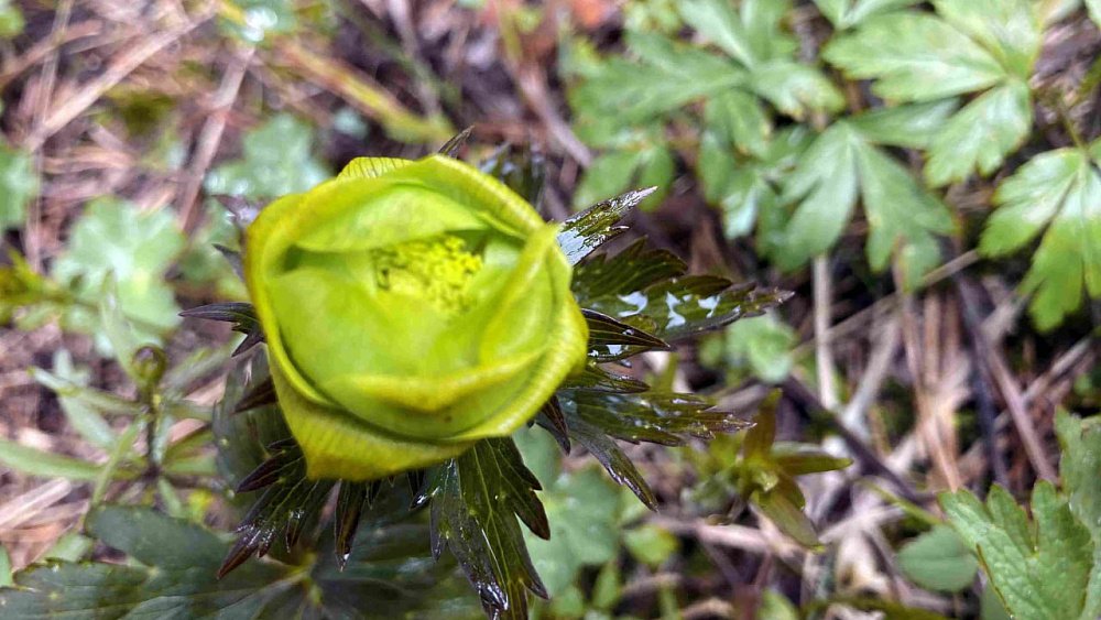 На Тагане раньше срока расцвела купава
