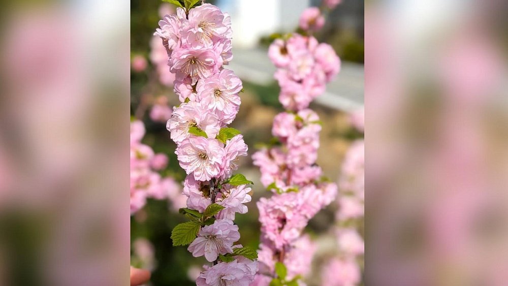 В челябинском Одигитриевском монастыре зацвел миндаль