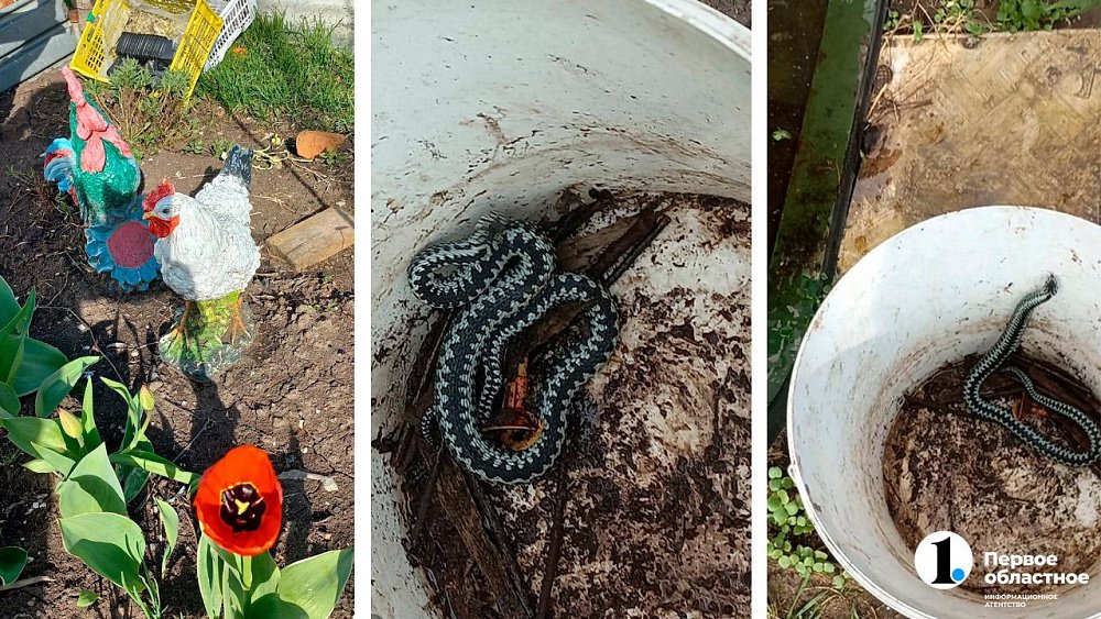 В Челябинской области люди стали чаще встречать гадюк
