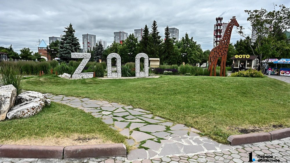 В челябинском зоопарке женщина накормила медведей и пеликана морковкой