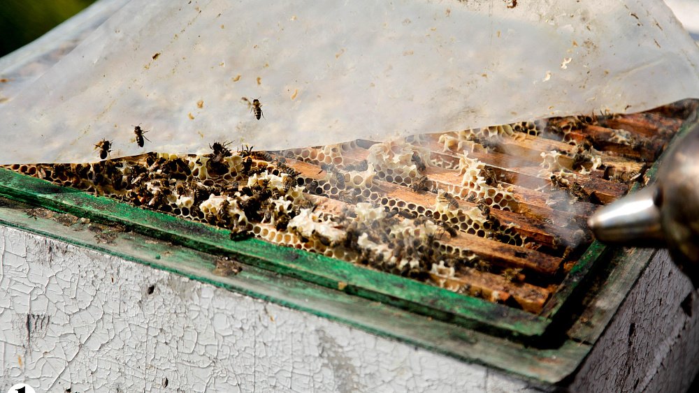 Челябинские пчеловоды могут узнать об обработке полей пестицидами онлайн