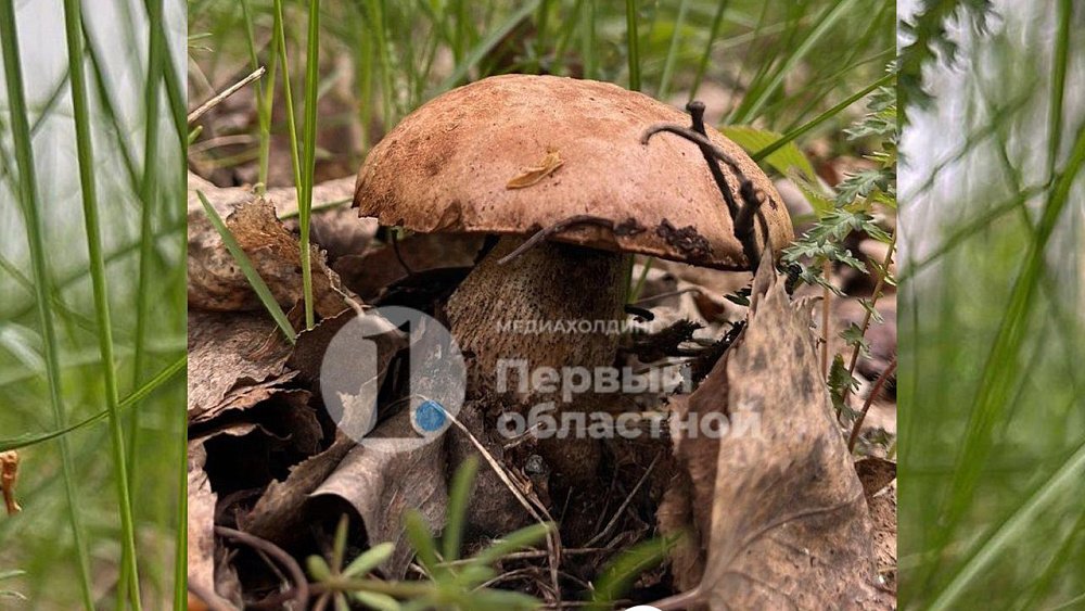 В Челябинске пошли подберезовики