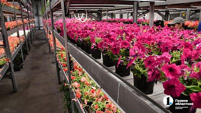 Петунии для улиц Челябинска выращены на месте бывшей городской свалки