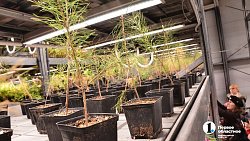 Петунии для улиц Челябинска выращены на месте бывшей городской свалки