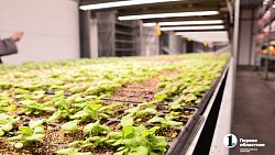 Петунии для улиц Челябинска выращены на месте бывшей городской свалки