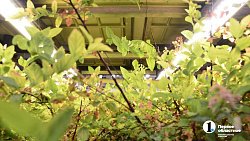 Петунии для улиц Челябинска выращены на месте бывшей городской свалки