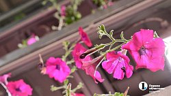 Петунии для улиц Челябинска выращены на месте бывшей городской свалки