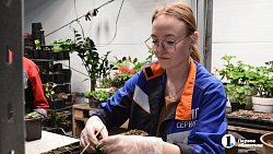 Петунии для улиц Челябинска выращены на месте бывшей городской свалки