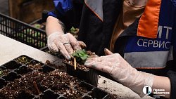 Петунии для улиц Челябинска выращены на месте бывшей городской свалки