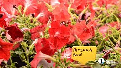 Петунии для улиц Челябинска выращены на месте бывшей городской свалки