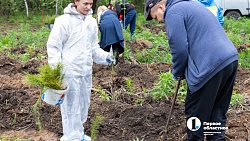 В городском бору Челябинска высадили более 6 с половиной тысяч молодых сосен